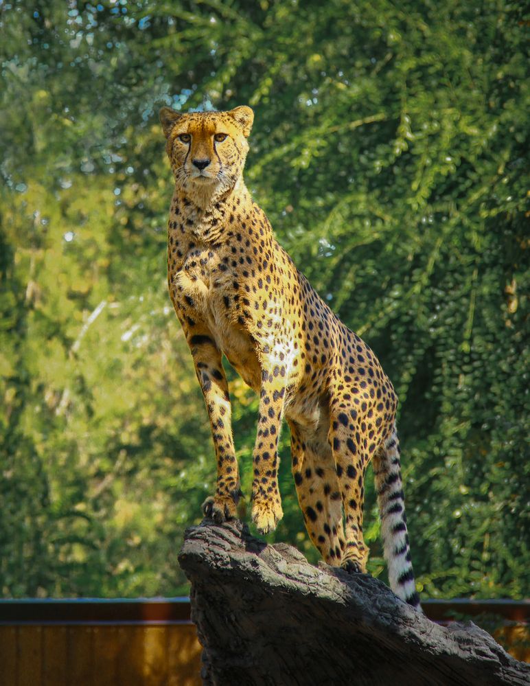 Photograph by Марина Фомичева