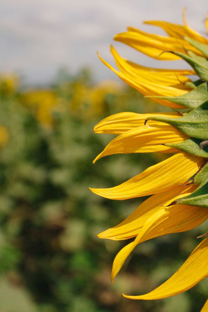 Photograph by Татьяна Смирнова