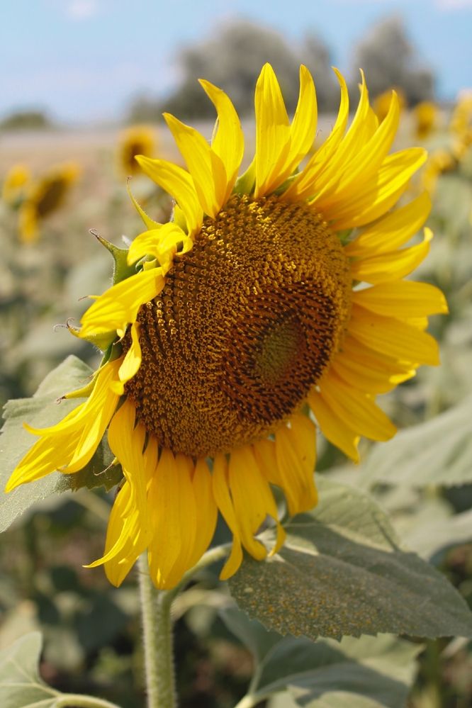 Photograph by Татьяна Смирнова