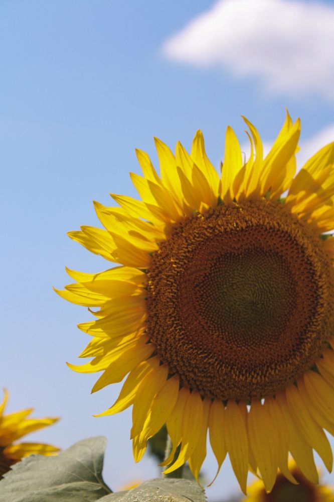 Photograph by Татьяна Смирнова