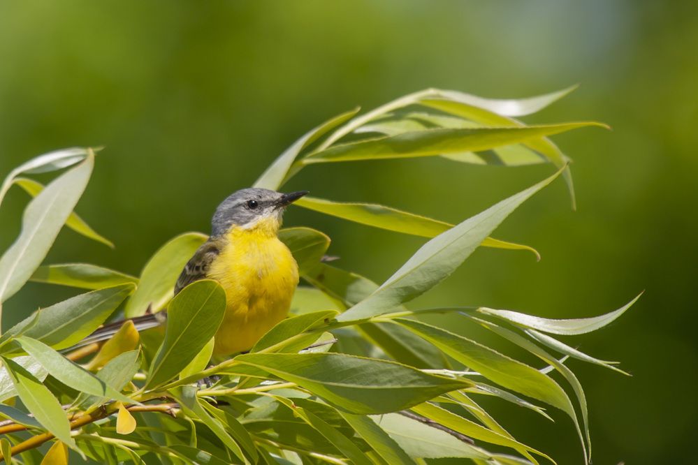 Photograph by Колиева Маргарита