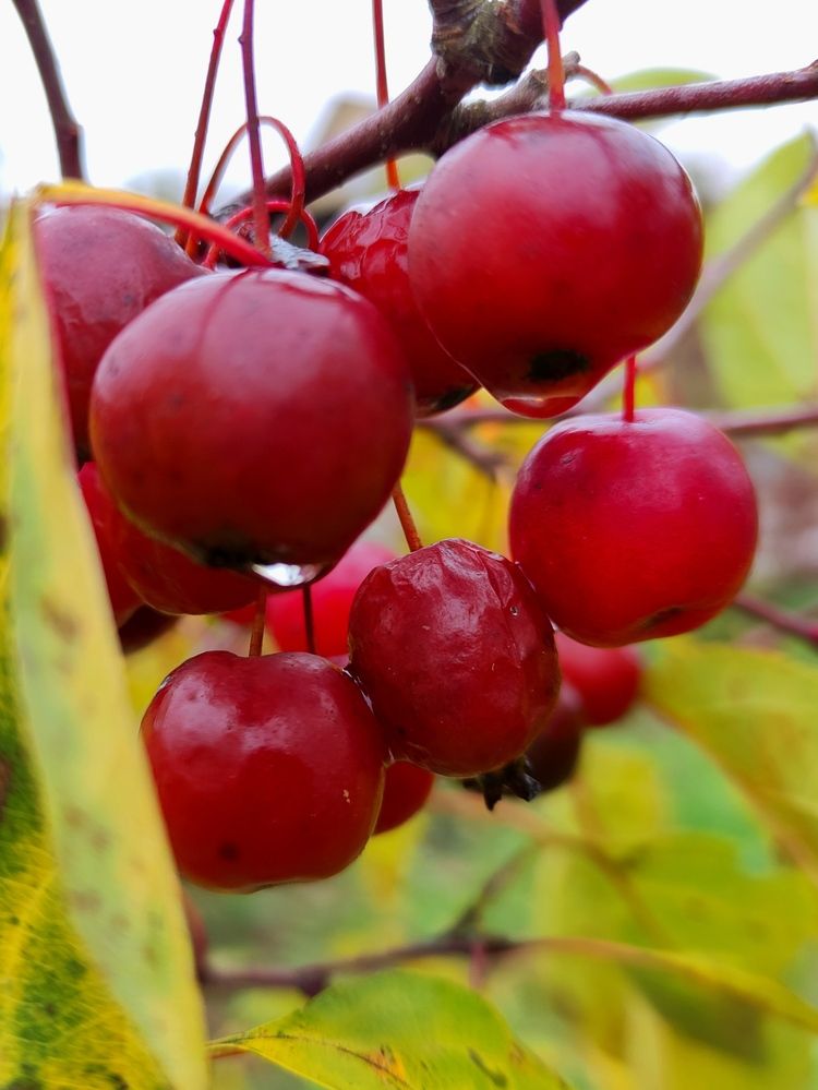 Photograph by Marina Podlesnaya