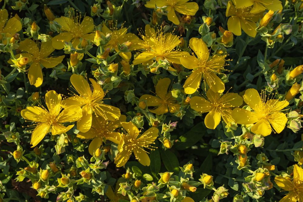 Золотые звёздочки весны