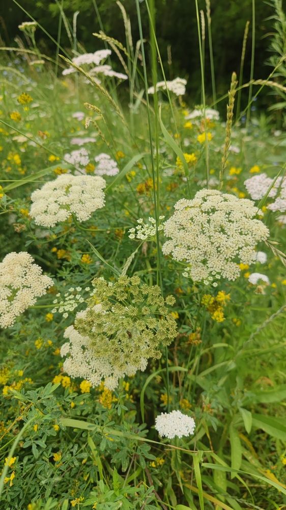 Фотография автора Лариса Катрашенко