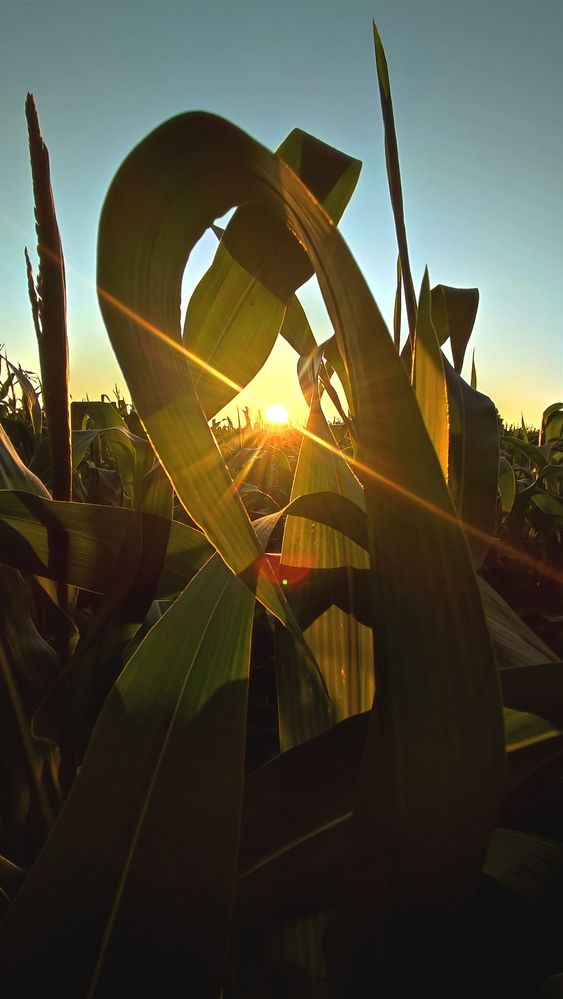 Солнце в кукурузном поле
