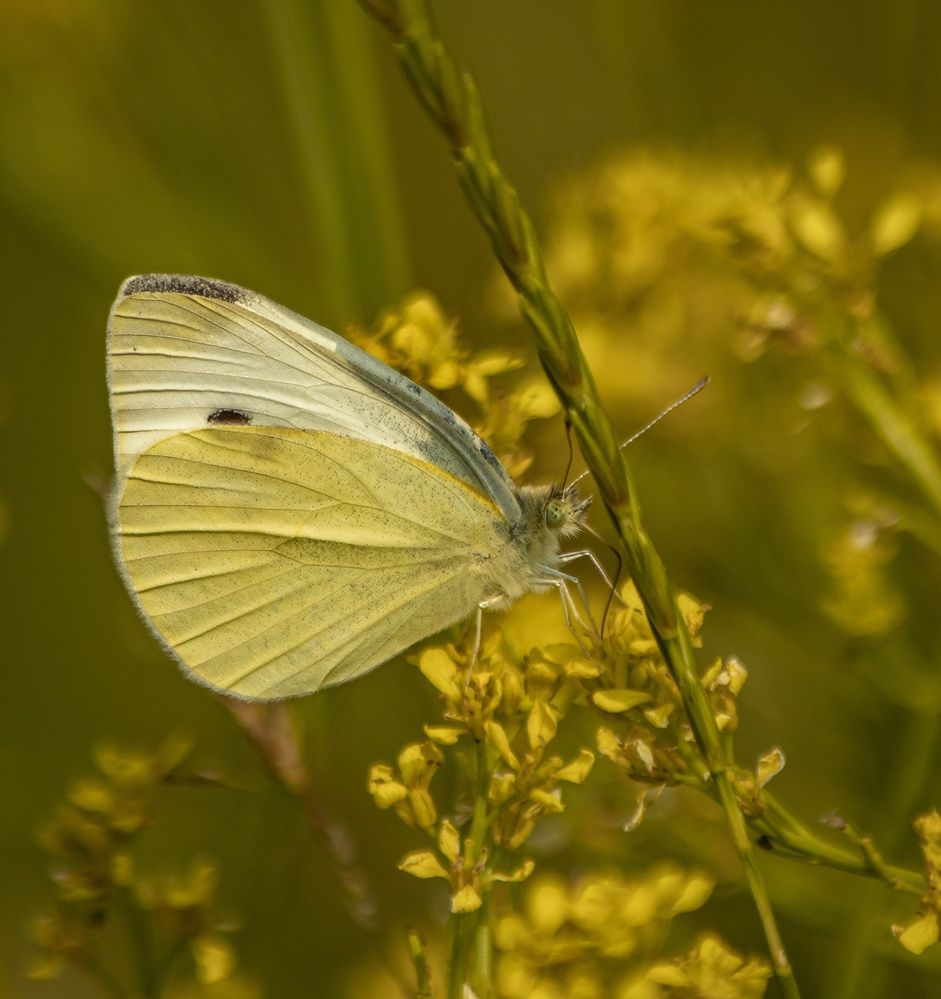 Photograph by Даниил Сырбу