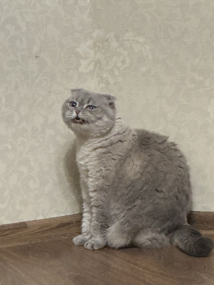 Кошачья радость