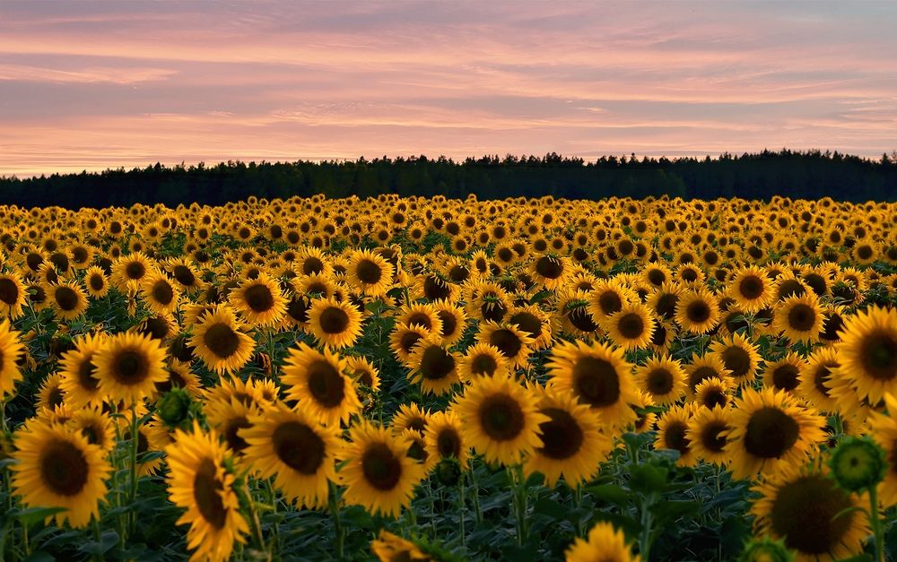 Фотография автора Алёна Чурина
