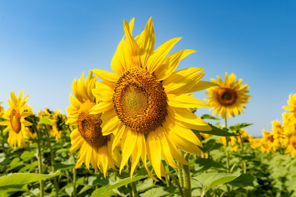 Photograph by Владимир Парсяк