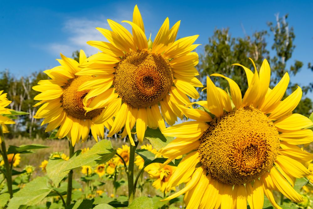 Photograph by Владимир Парсяк