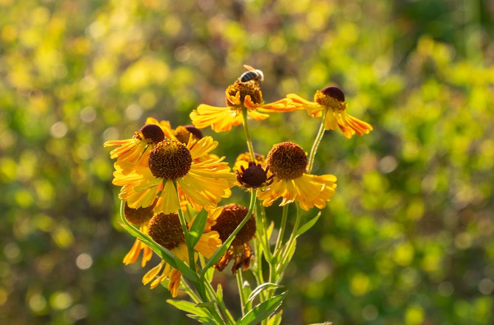 Фотография автора Наталья Липовская