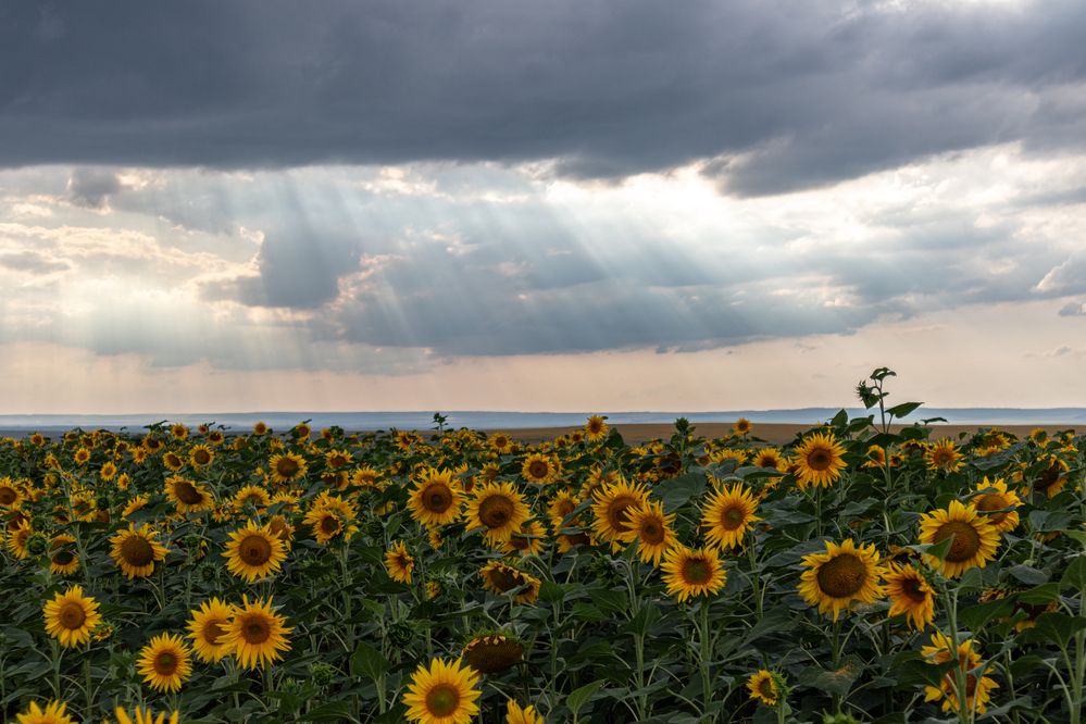 Photograph by Lapin Vitaly