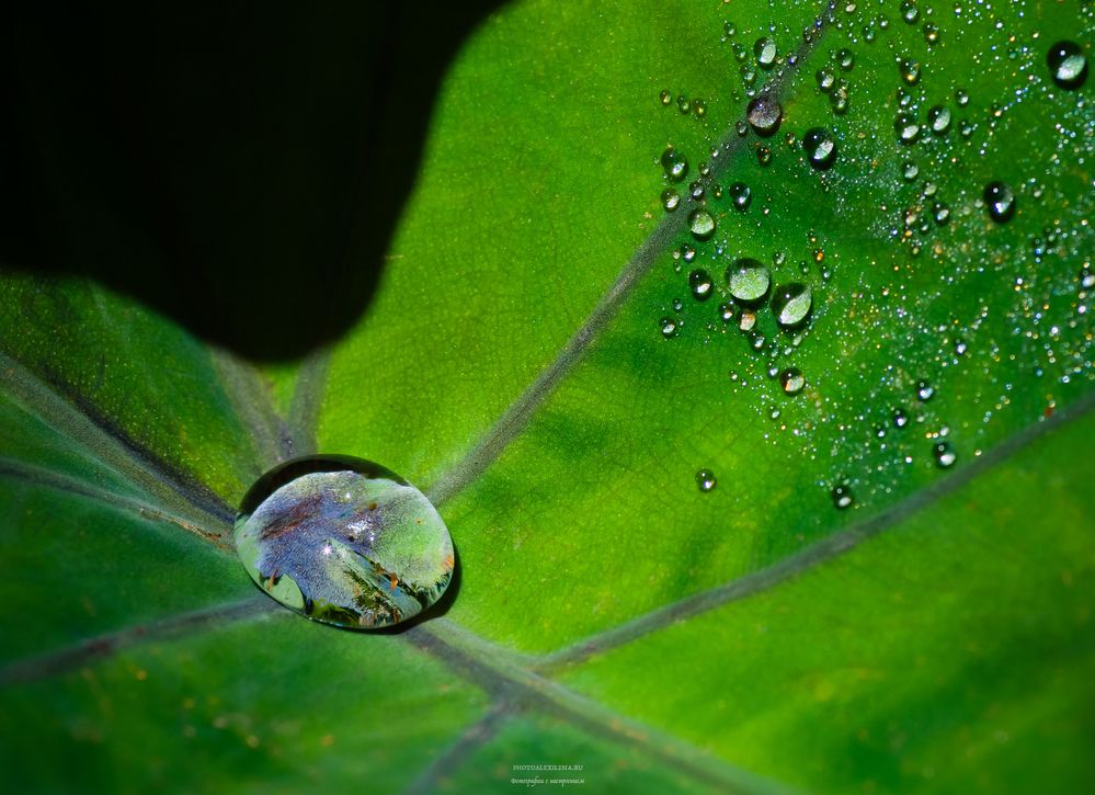 Photograph by Елена Константинова