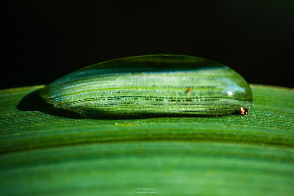 Photograph by Елена Константинова