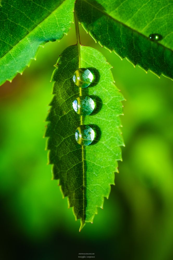 Photograph by Alexander Konstantinov