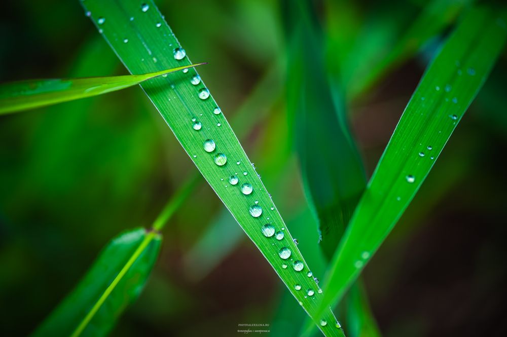 Photograph by Alexander Konstantinov