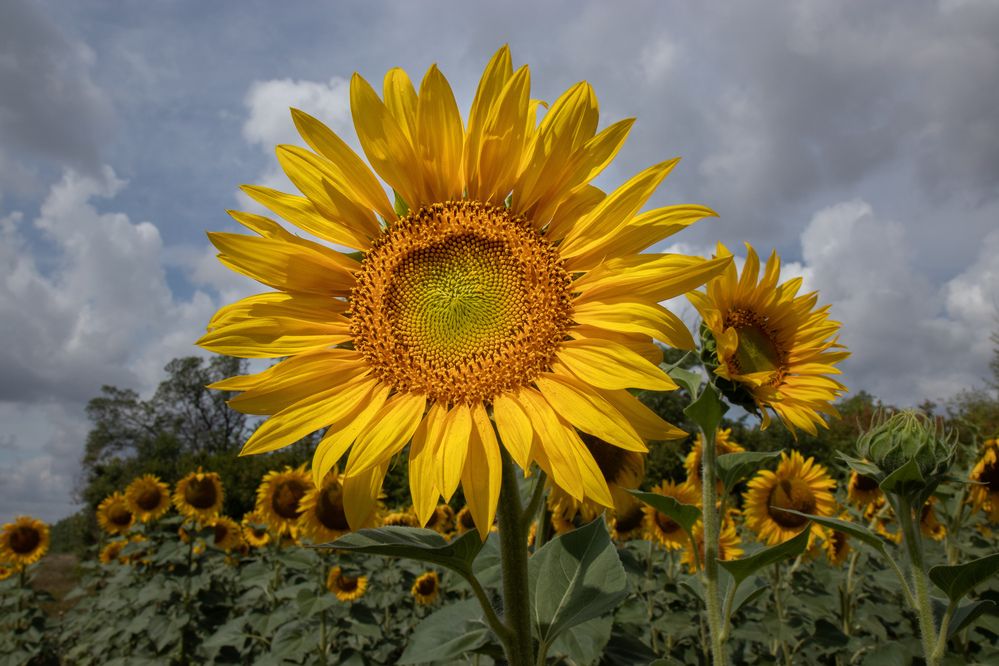 Photograph by Lapin Vitaly