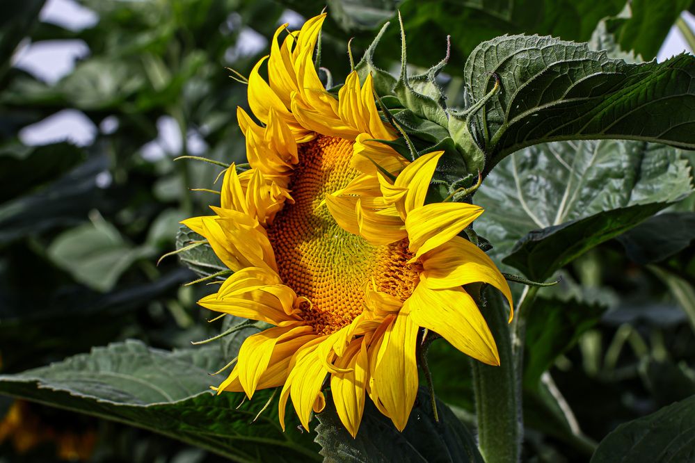 Photograph by Дмитрий Куркулин