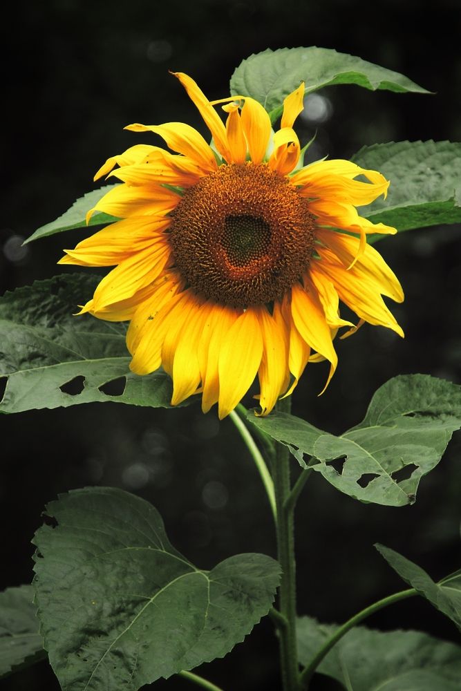 Photograph by Микрокосмос Владимир