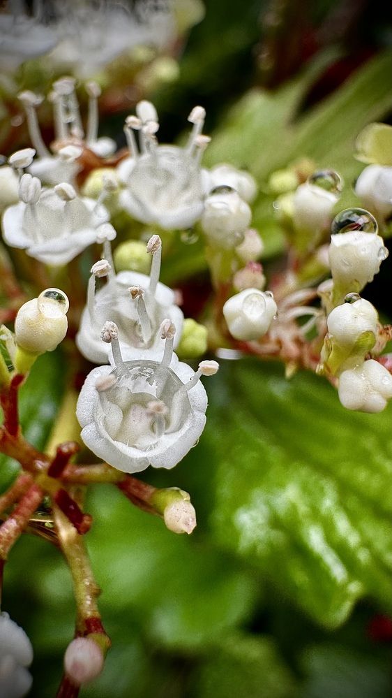 Капли в цветах