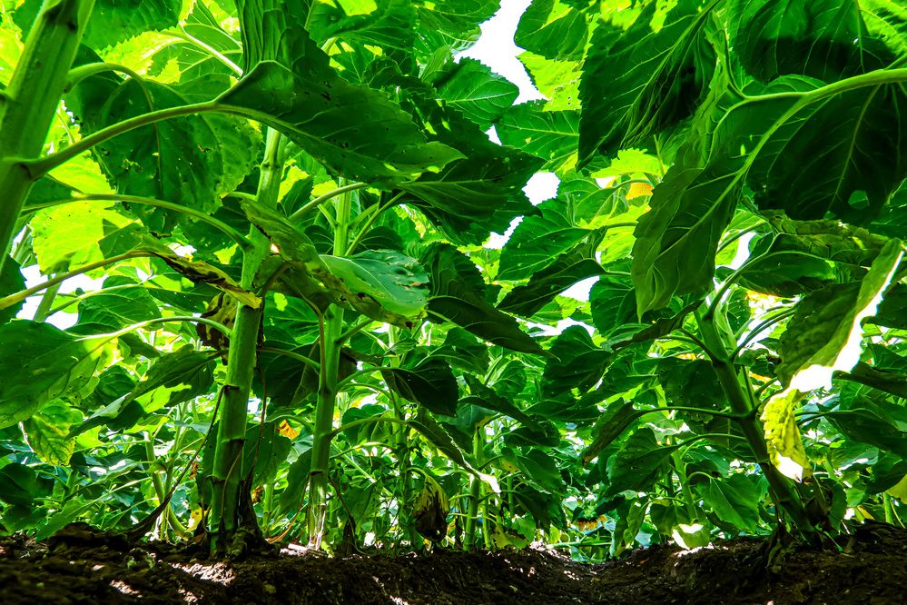 Photograph by Дмитрий Куркулин