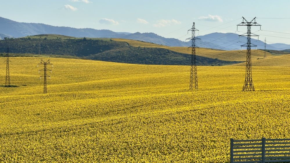 Ковёр подсолнухов