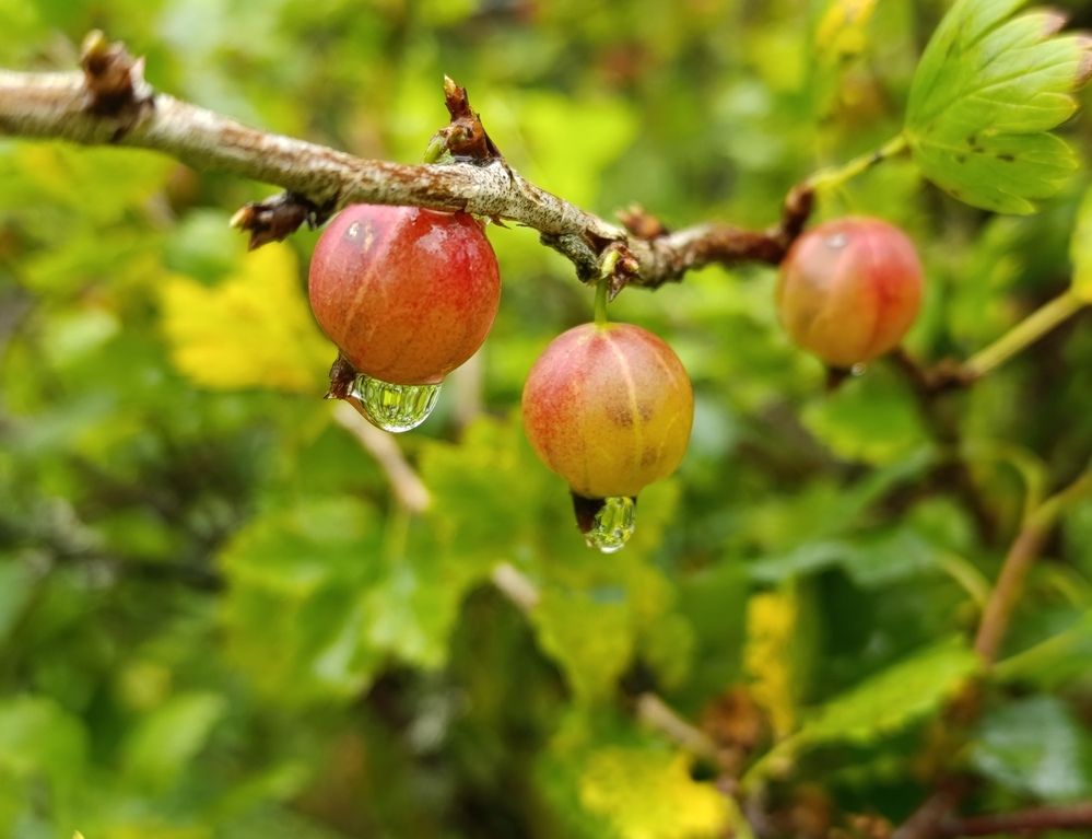 Photograph by Екатерина Супраненок