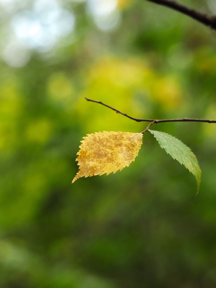 Photograph by Светлана Шибаршина