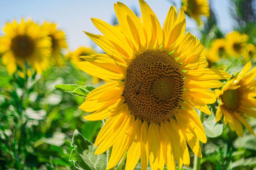 Photograph by Дмитрий Тютюнник