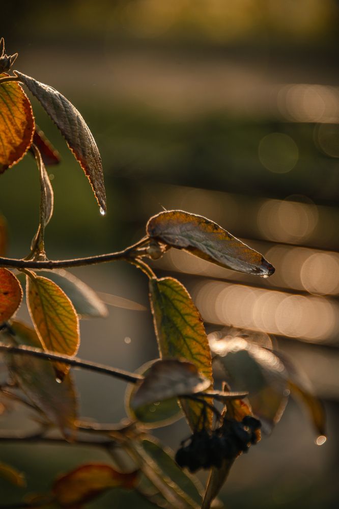 Photograph by Ирина Регульская