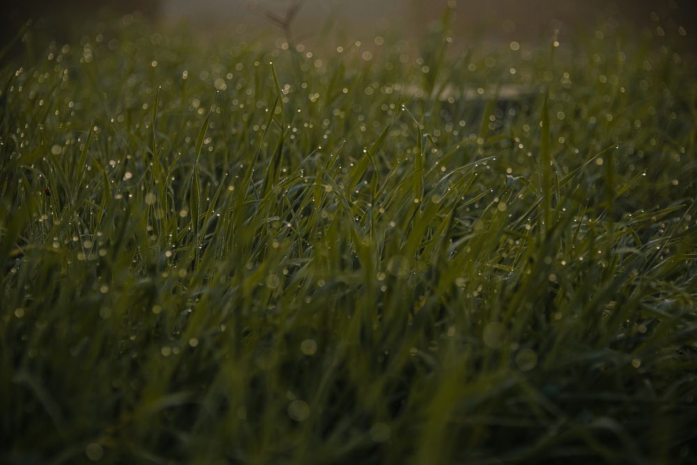 Photograph by Ирина Регульская