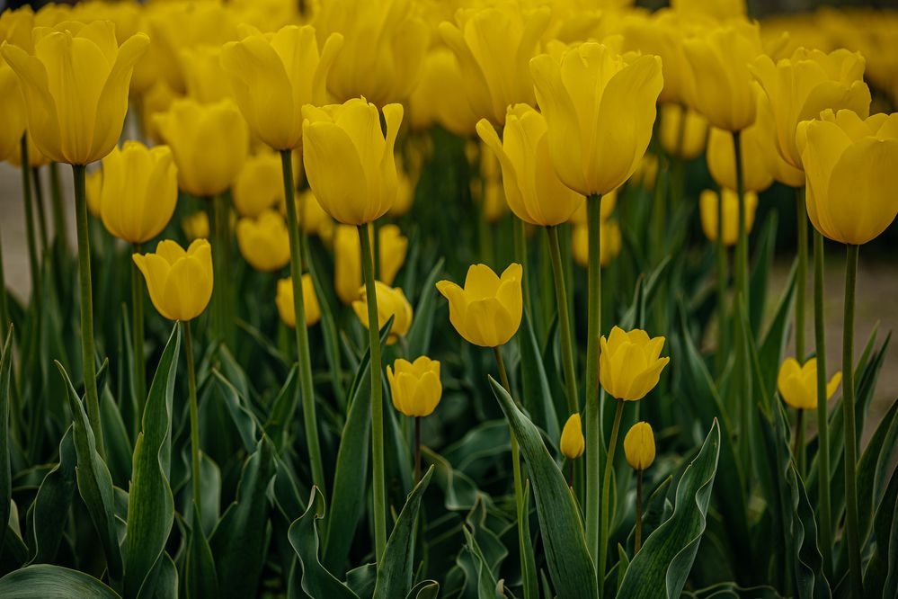 Photograph by Ирина Регульская