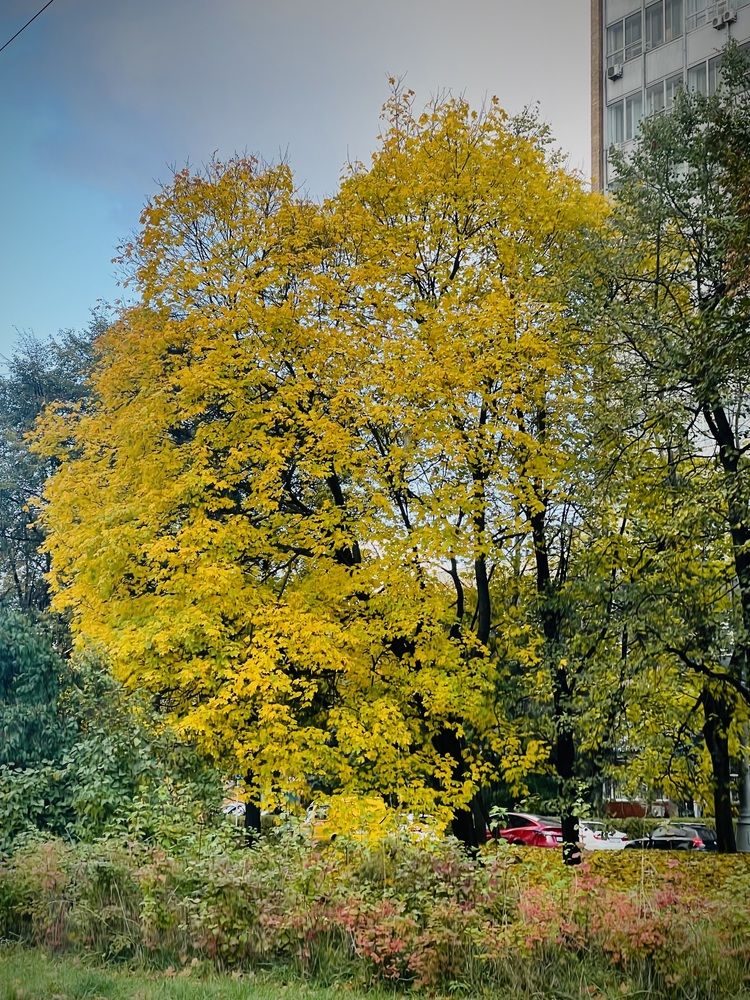 Фотография автора Елизавета Станкевич