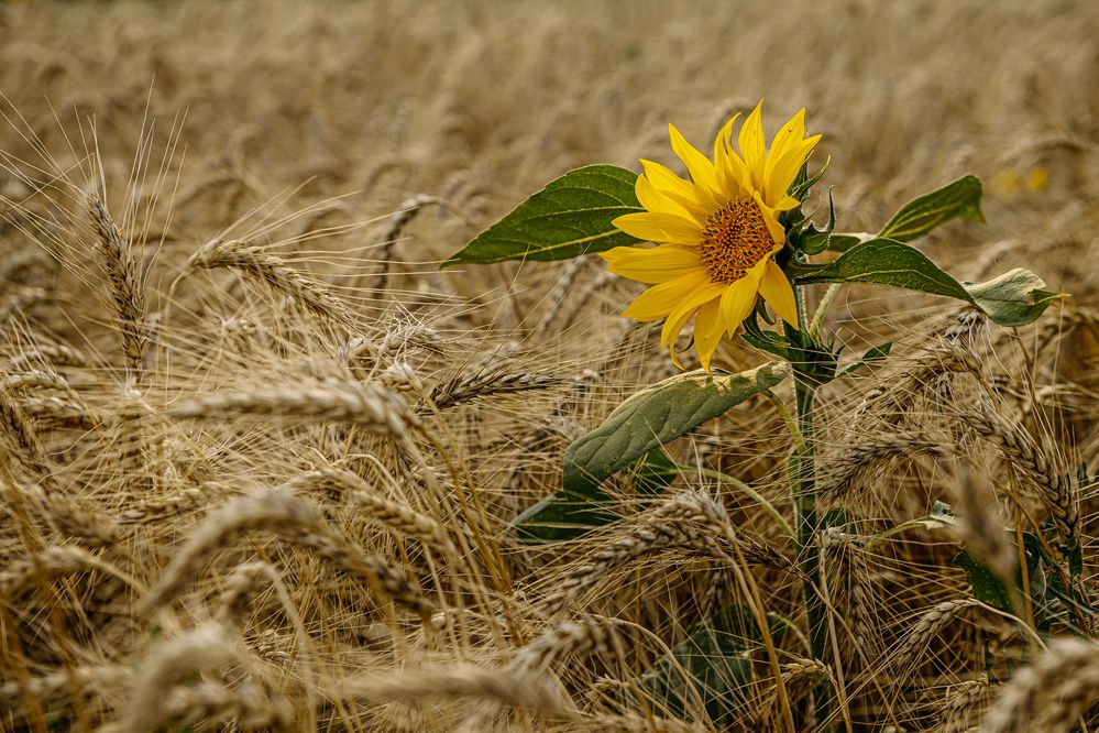 Photograph by Ирина Регульская