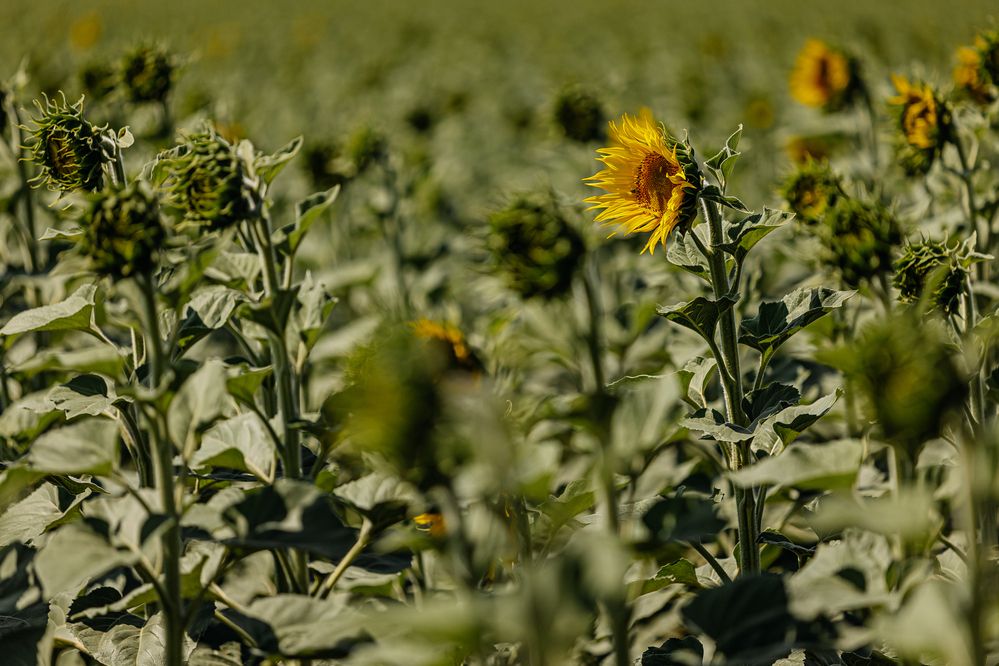 Photograph by Ирина Регульская