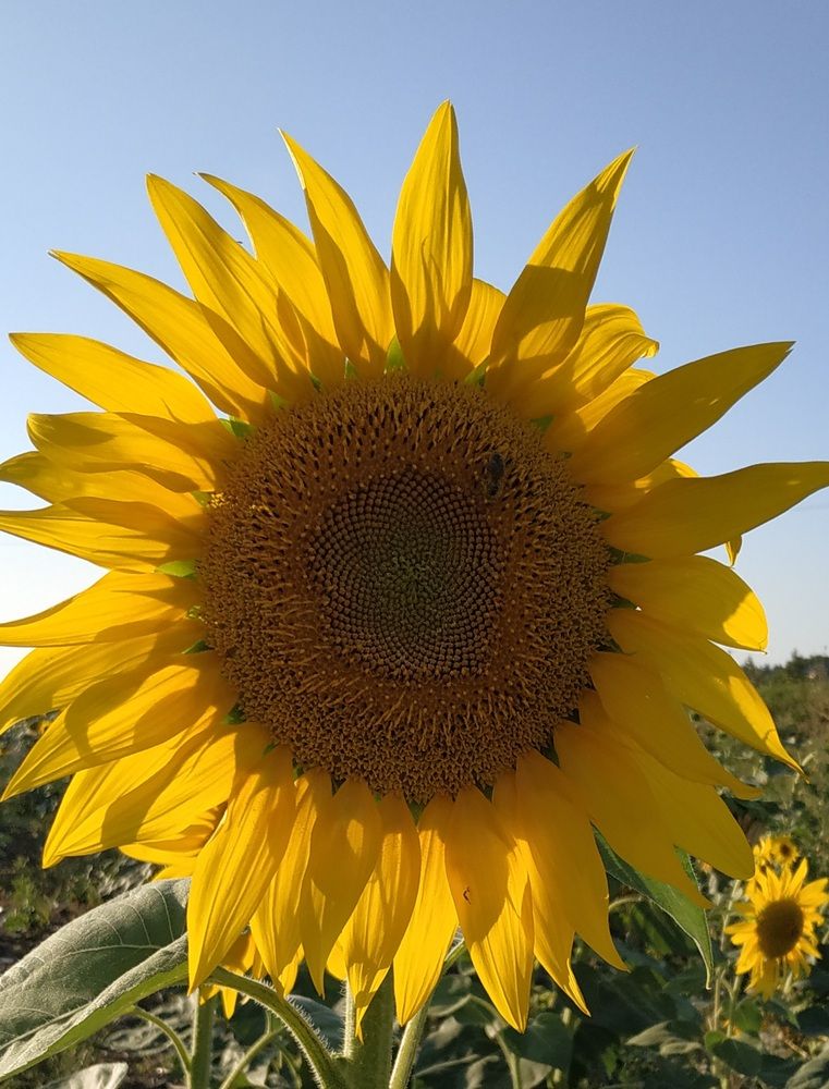 Photograph by Ольга Мольдон