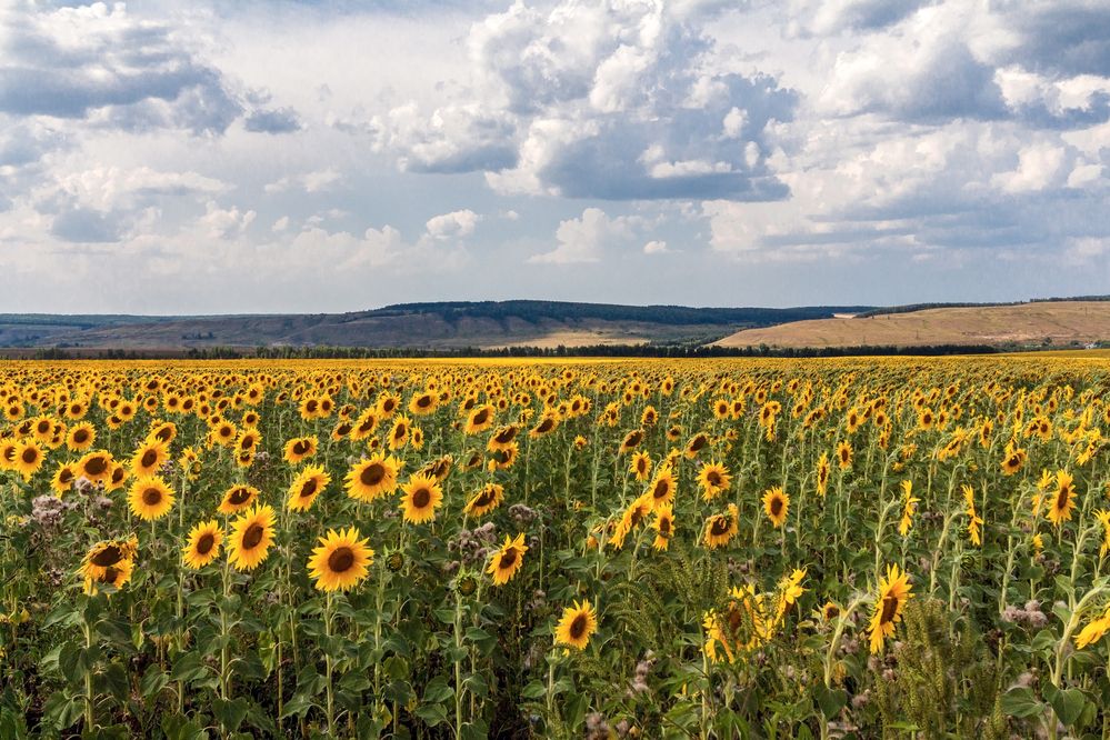 Фотография автора Галина Шепелева