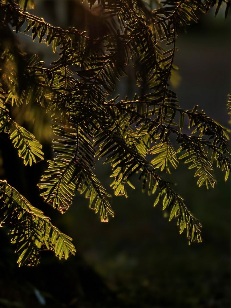 Photograph by Светлана Мишенина