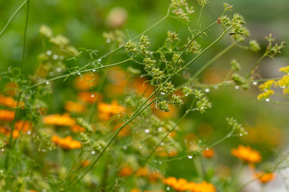 Photograph by Юлия Петровская