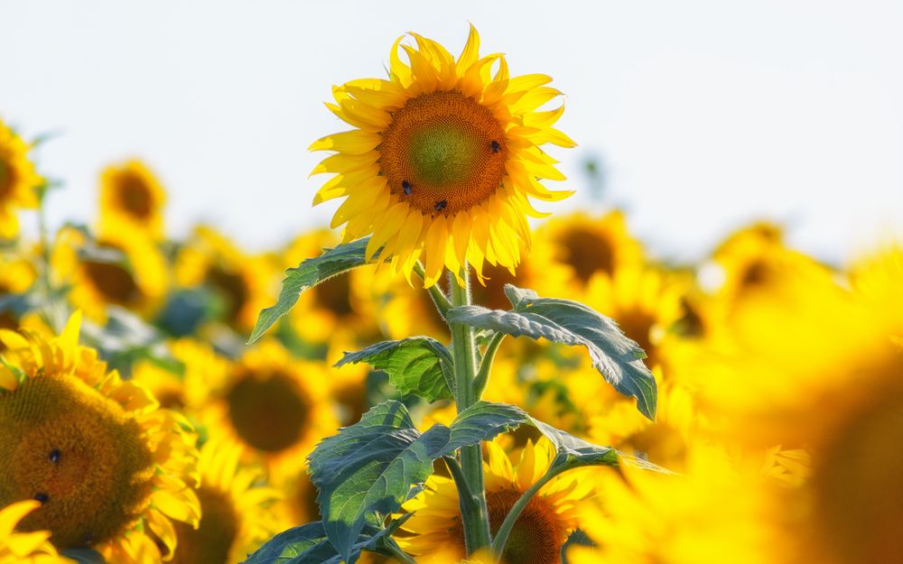 Photograph by Сергей Дишук