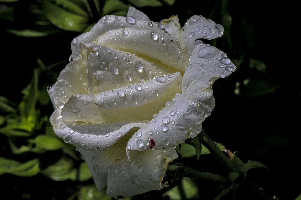 Photograph by Людмила Павловна