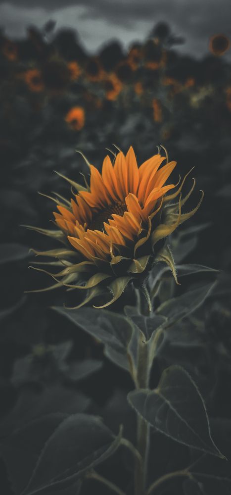 Photograph by Ljudmilla Pavljutsenkova