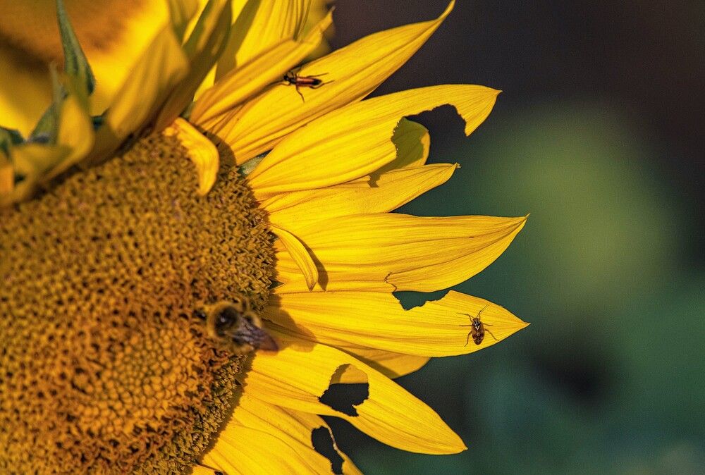 Photograph by Алексей Сиваков