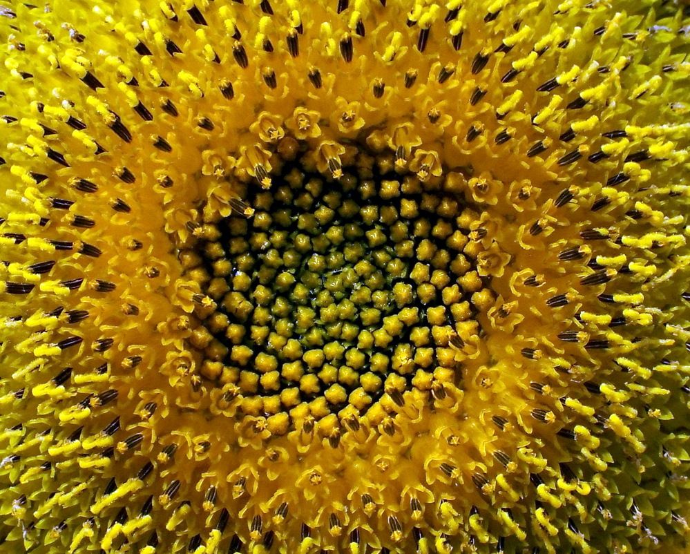 Photograph by Александр Бастраков