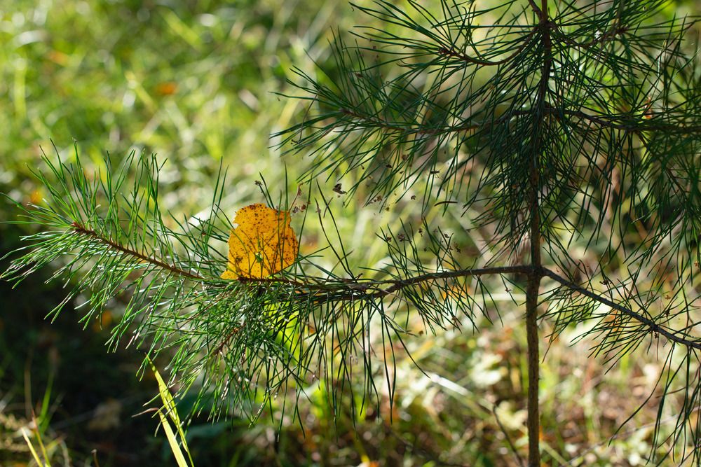 Photograph by Светлана Зайкова