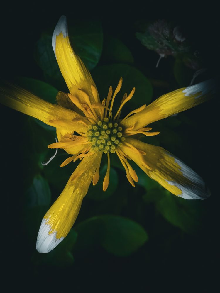 Photograph by Denis Cristian BURMELEAC