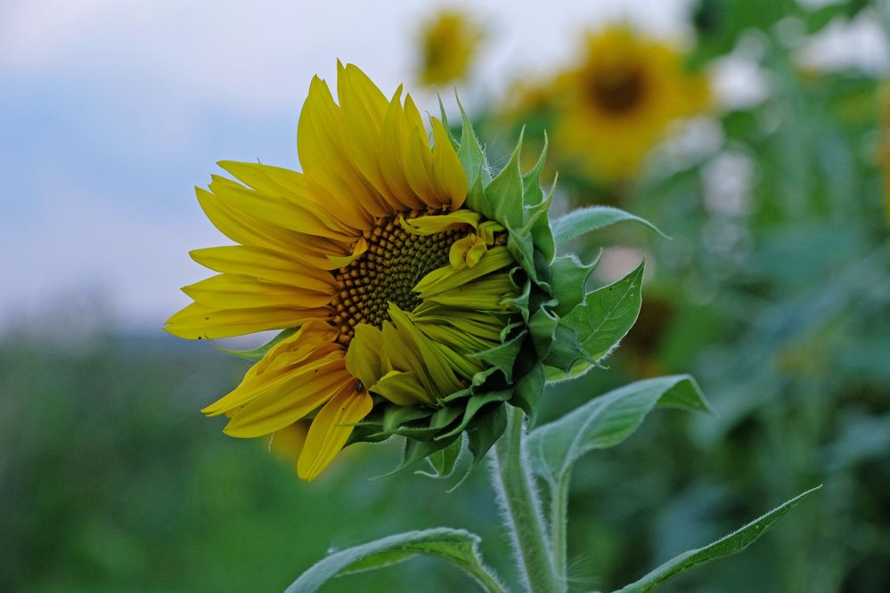 Фотография автора Наталья Липовская