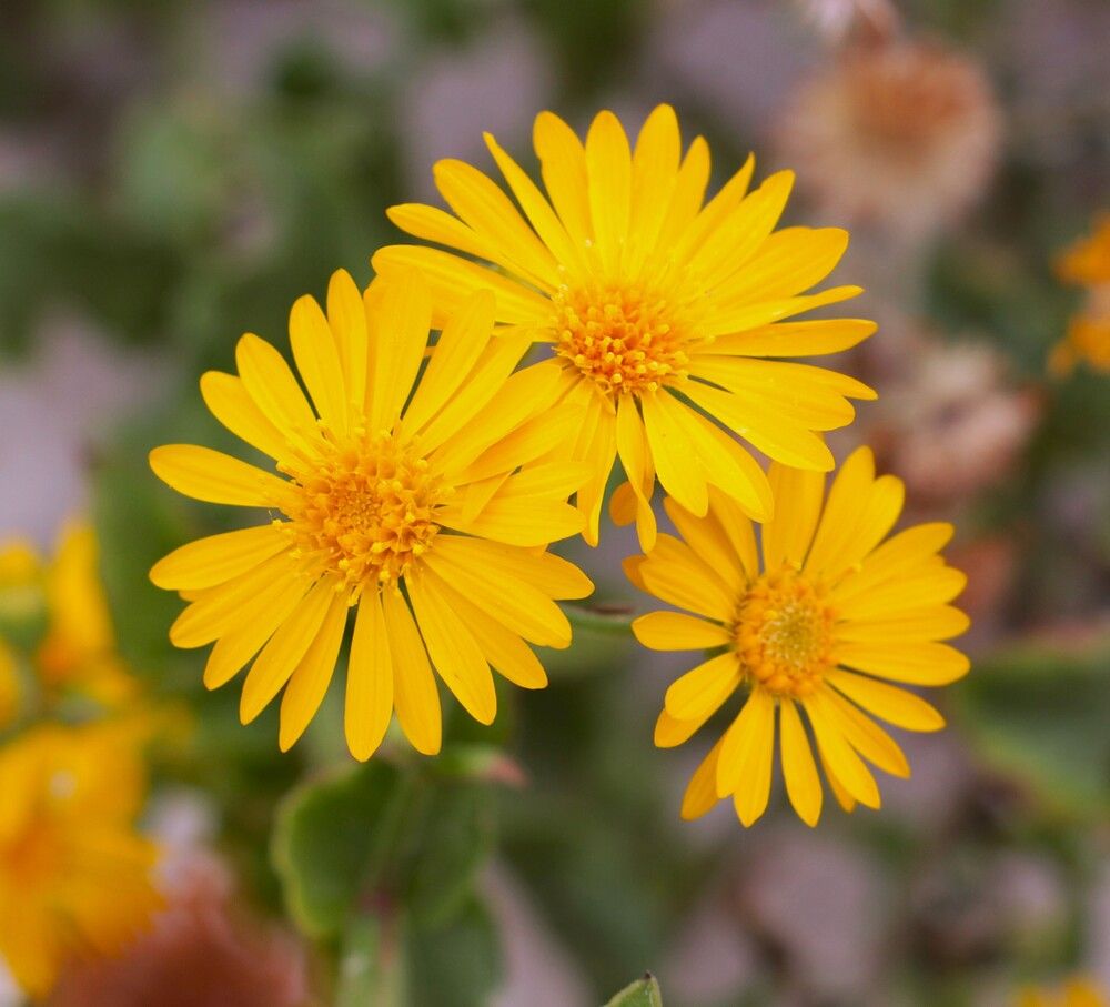 Photograph by Людмила Бутова