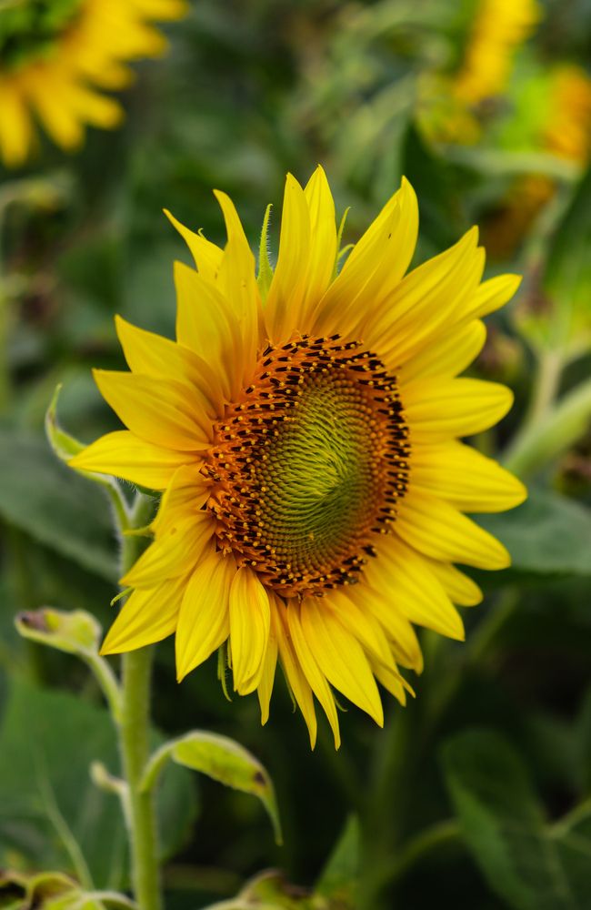 Тяга к свету.