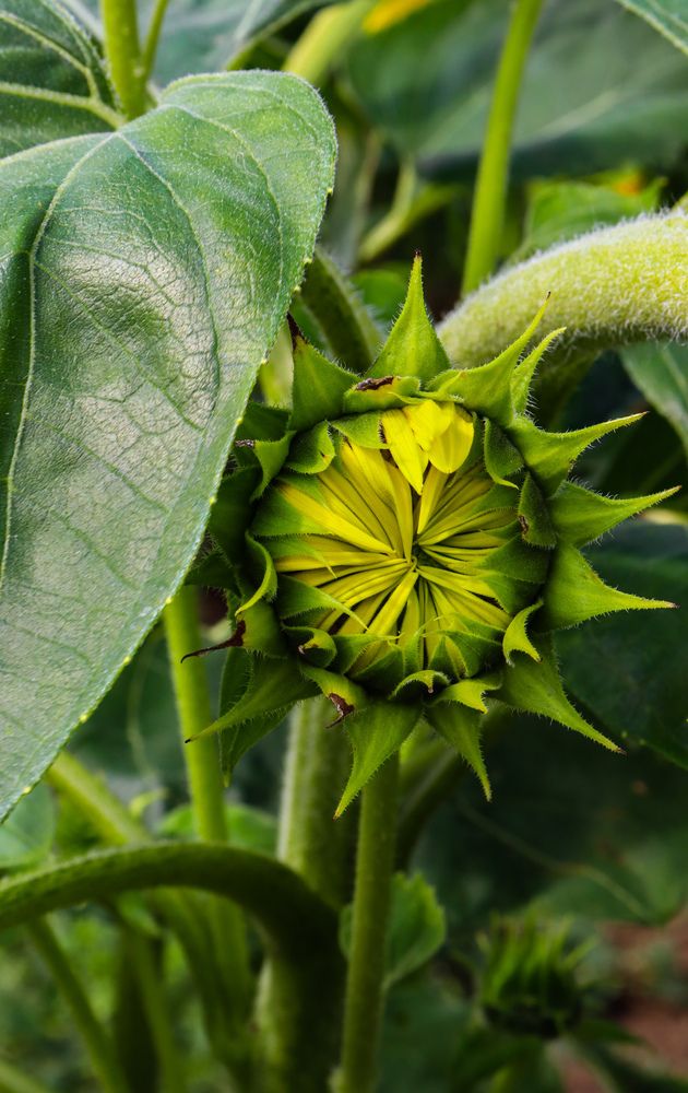 Не распустившейся солнце.